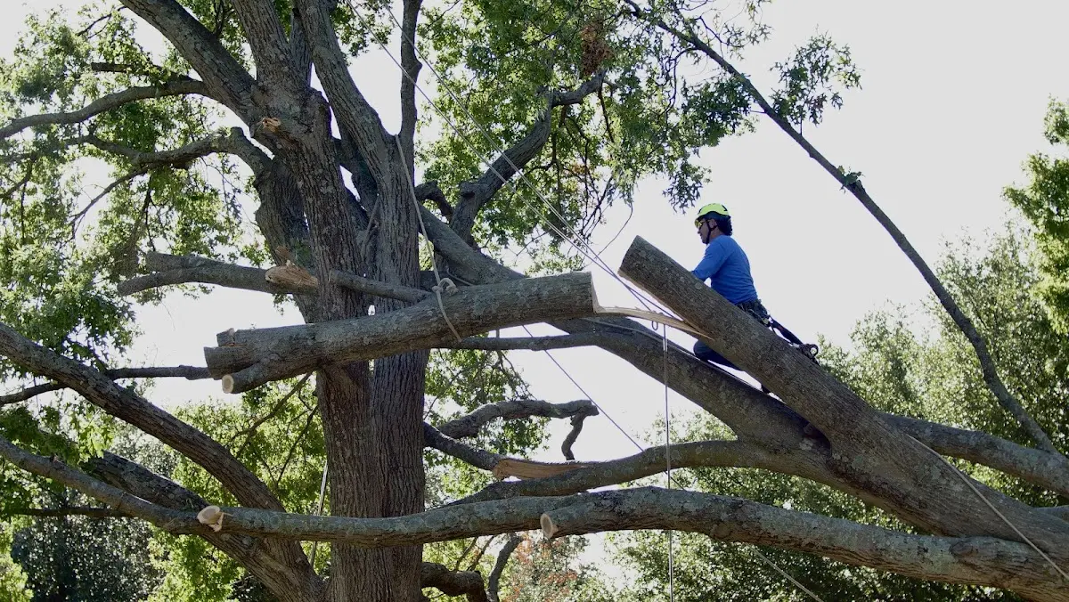 Professional Hazardous Tree Removal performed by certified arborists in Landis